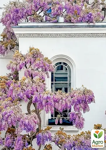 Глициния 3-х летняя японская "Домино" (Wisteria japanese Domino) С2 (57020) 1 саженец - фото 3