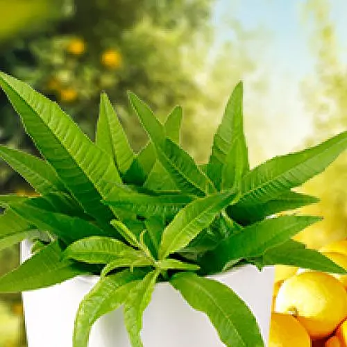 Аллоизия цитродора (лимонная вербена, обладает успокаивающими свойствами) (189785) 1 саженец в упаковке - фото 1