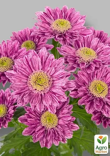 Хризантема кустовая среднецветковая "Hamilton" (177061) 1 саженец - фото 2