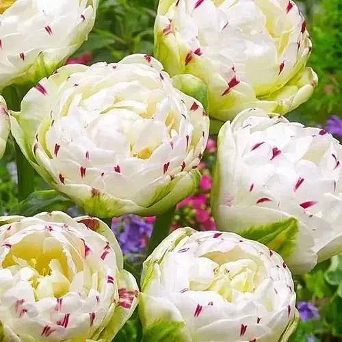 Тюльпан "Dance Line" (61552) 2 шт - фото 1