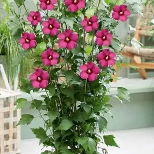 Гібіскус сирійський 2-х річний "Flower Tower Ruby" С1,5 висота 30-40 см (189909) 1 саженец - фото 1