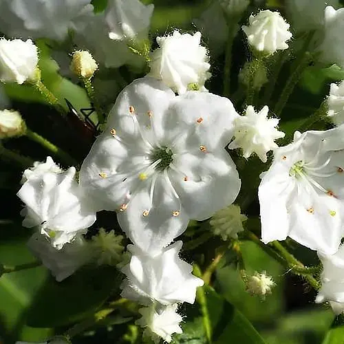 Кальмія latifolia "Alabaster" (186707) 1 саженец - фото 1