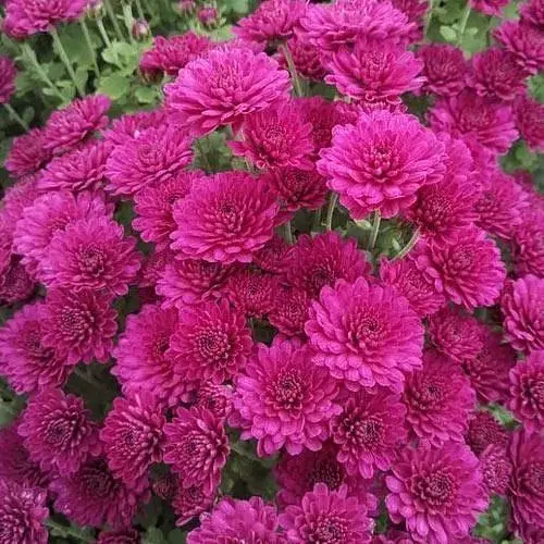 Хризантема мультифлора куляста "Nancy Purple" (189658) 1 саженец - фото 1