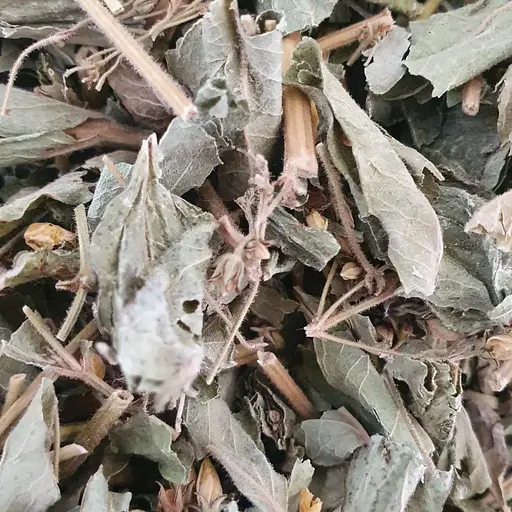 100 г вербейник звичайний трава сушена - свіжий урожай