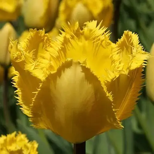 Тюльпан "Crystal Star" (186254) 2 шт - фото 1