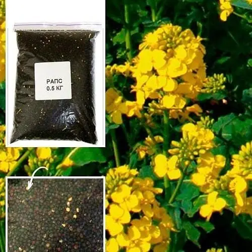 Ріпак ТМ "Весна" 500г (25318) - фото 1