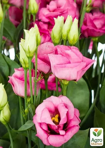 Еустома махрова "Mariachi Pink" укорінена в контейнері Р9 (50466) 1 саженец - фото 2