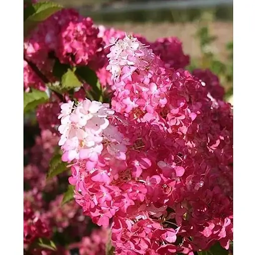 Гортензія волотиста 2-річна "Fraise Melba" висота саджанця 20-30см (186196) 1 саженец - фото 1