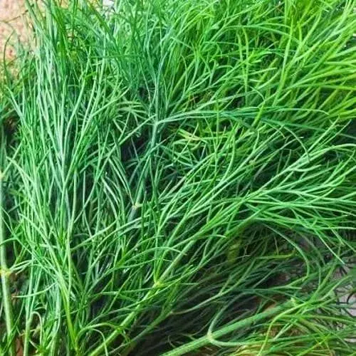 Кріп Весна Кущовий (у банці) 100г (52424) - фото 1