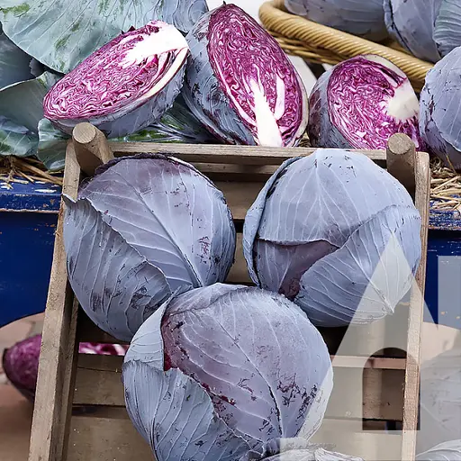 Капуста червоноголова Садиба Центр Ауторо F1, 20 шт.