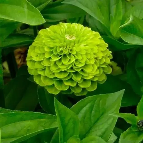 Циния "Зависть" Весна 0.4г (15883) - фото 1