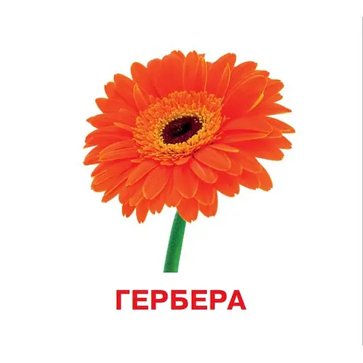 Розвиваючі картки для дітей Квіти J012y, 18 картинок - фото 2