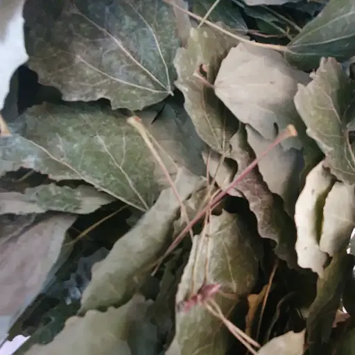 100 г осика звичайна лист сушений - свіжий урожай