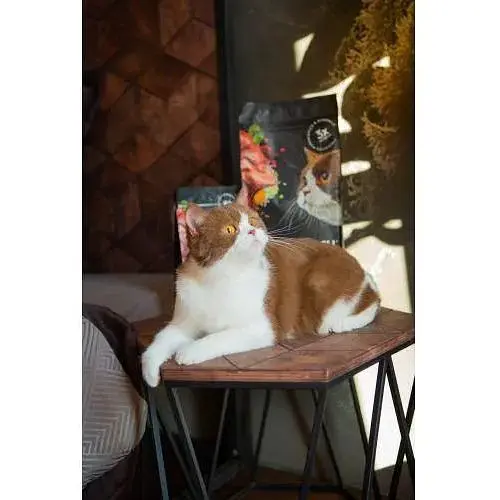 Сухой корм Savory для кошек с чувствительным пищеварением со свежим ягненком и индейкой 2 кг - фото 5