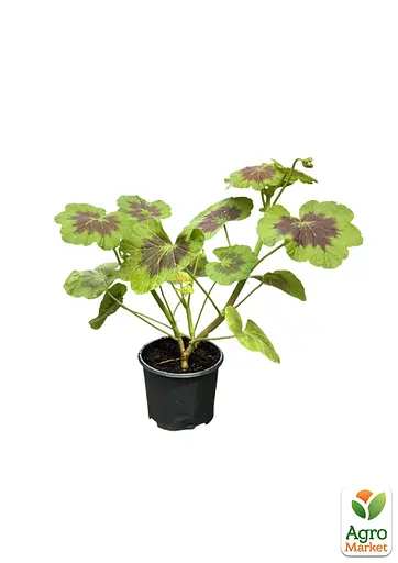 Пеларгонія строкатолиста "Dark Velvet" (185487) 1 саженец - фото 2