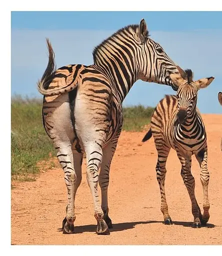 This Book Is Literally Just Pictures of Tiny Animals That Will Make You Smile - фото 6