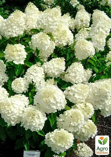 Гортензія 3-х річна волотиста "Silver Dollar" (176644) 1 саженец - фото 3