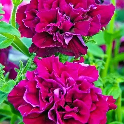 Петуния "Дабл Каскад Бургунди" (контейнер №10 высота 10-15см) (48340) 1 саженец - фото 1