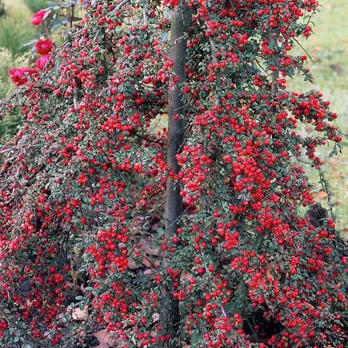 Кизильник гибридный "Coral Beauty", С2 (187639) 1 саженец в упаковке - фото 1