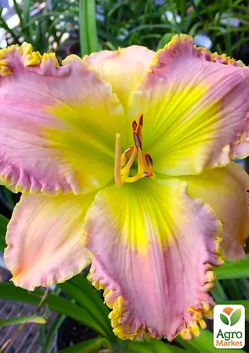 Лилейник "Sassy Sapphire" (сортовой укорененный в контейнере С1,2) (186023) 1 саженец - фото 2