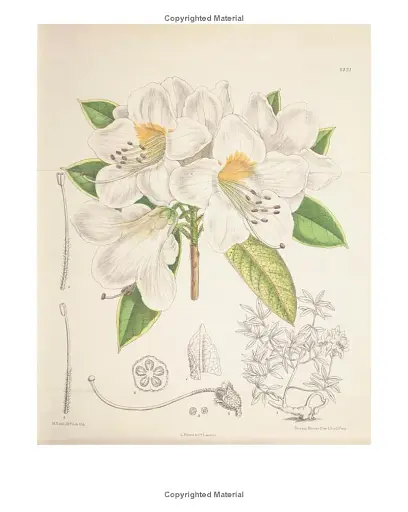 Drawn from Nature: The Flowering of Irish Botanical Art - фото 3
