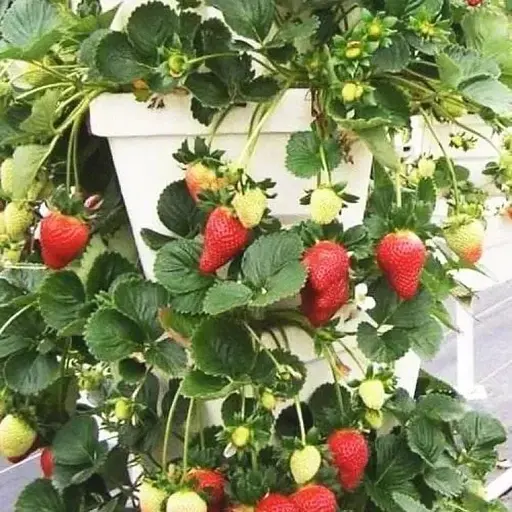 Клубника Ампельная Agro-Market "Белтран" (Beltran) (ремонтантный ранний сорт) (50234) 1 саженец в упаковке - фото 1