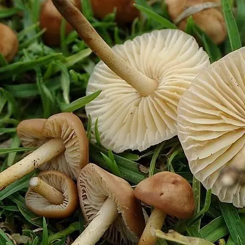 Сухий зерновий міцелій "Опеньок луговий" 10г (45500) - фото 1