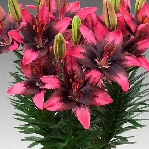 Лілія Горщикова "Trendy Santo Domingo" (176163) 1 шт - фото 1