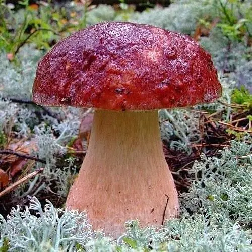 Сухий зерновий міцелій "Білий гриб сосновий" 100г (45184) - фото 1