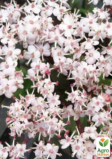 Бузина чорна Black Tower (Sambucus nigra Black Tower) вазон С2 (185106) 1 саженец Нідерланди - фото 3