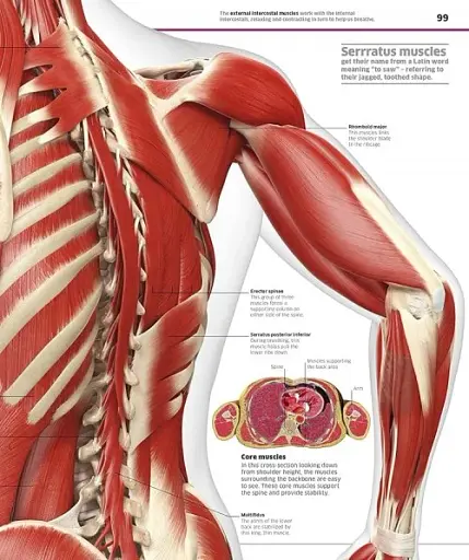 Knowledge Encyclopedia Human Body! - фото 3
