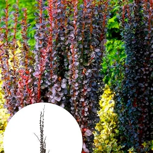 Барбарис Тунберга 3-х річний "Helmond Pillar" С3 висота саджанця 40-50см (185276) 1 саженец - фото 3