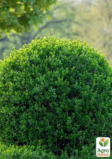 Бирючина звичайна (Ligustrum vulgare) С2 висота 25-35см (185305) 1 саджанець - фото 4