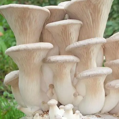 Сухий зерновий міцелій "Глива королівська" 100г (45187) - фото 1