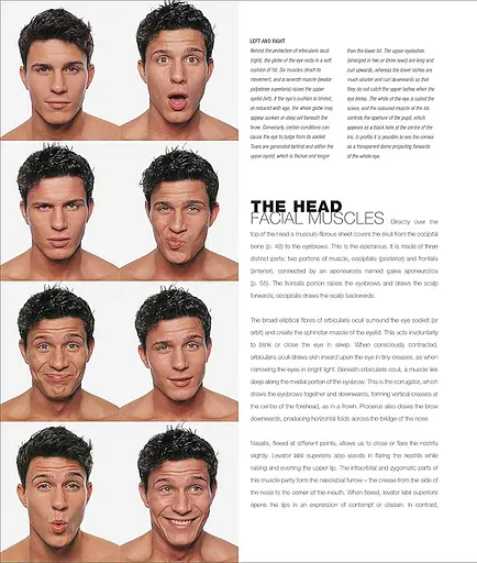 Anatomy for the Artist - фото 2