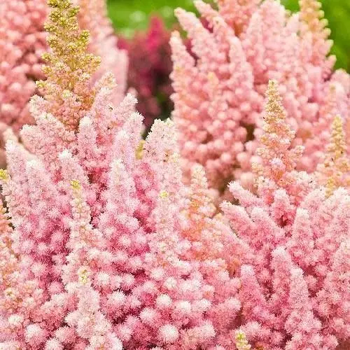 Астильба "Vision Inferno" (низькоросла) (189878) 1 шт Нідерланди - фото 1