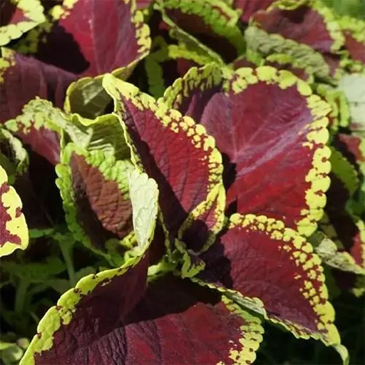 Колеус King Kong 1 саженец (153054) - фото 1