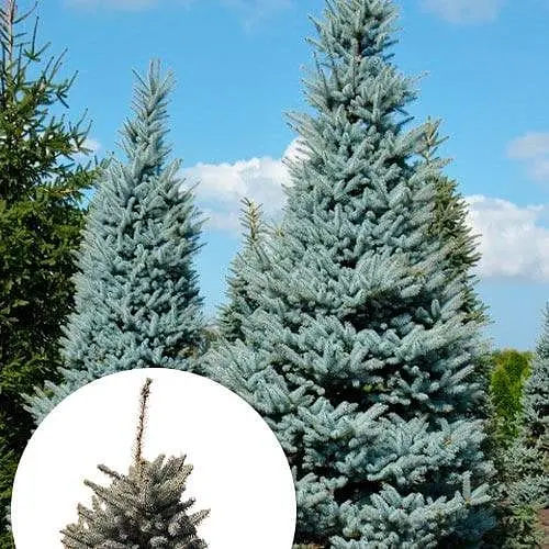 Ель голубая Agro-Market колючая Edith ком/сетка высота 120-140 см 185141 1 саженец в упаковке - фото 1