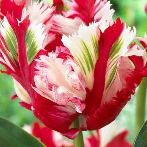 Тюльпан "Estella Rijnveld" (186267) 2 шт - фото 1