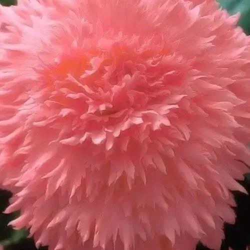 Бегония "Фимбриата лососевая" 1 шт (36773) - фото 1