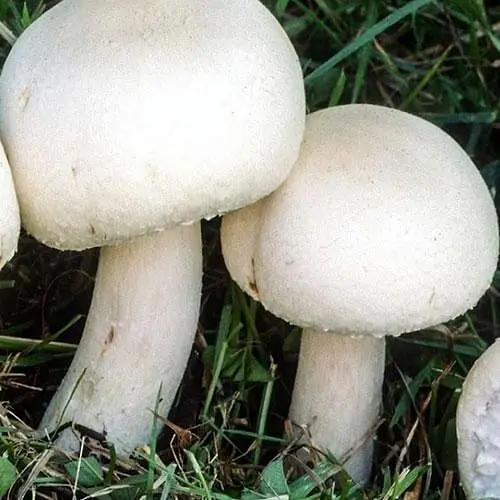 Сухий зерновий міцелій «Печериця двоспорова звичайна» 100г (45198) - фото 1