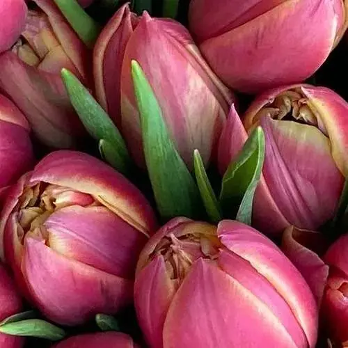 Тюльпан "Columbus" (186233) 2 шт - фото 1