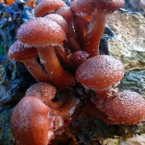 Міцелій на дубових брусочках "Опеньок темний" 10шт (45266) - фото 1