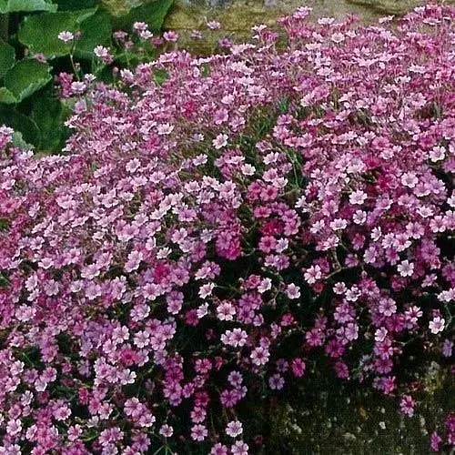 Гіпсофіла повзуча "Filou Rose" (квітучий ґрунтопокровник) (183665) 1 саженец - фото 1