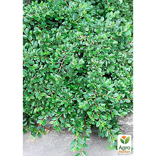 Кизильник Даммера "Mooncreeper", С2 (187651) 1 саженец в упаковке - фото 2