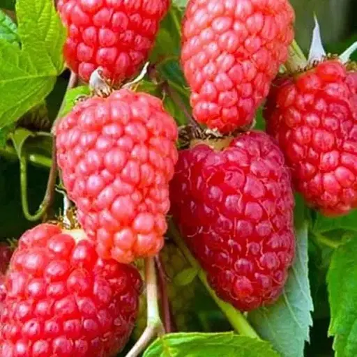 Малина Agro-Market "Геракл" (ремонтантный высокоурожайный сорт) 1-летний саженец (189487) 1 шт в упаковке - фото 1