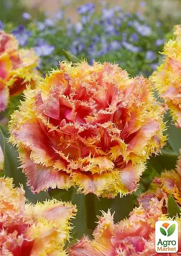 Тюльпан "Brisbane" (181245) 2 шт - фото 2