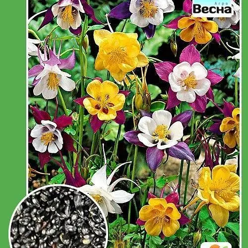 Аквілегія "Водосбор" Весна 0.1г (12133) - фото 3