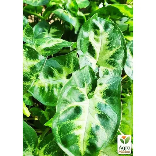 Сингоніум Agro-Market Pixie" висота 20-30 см (187880) 1 саджанець в упаковці (кімнатний) Нідерланди - фото 2