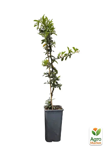 Піраканта "Orange Glow" 3-річна (висота 80-100см) (184990) 1 саженец - фото 2